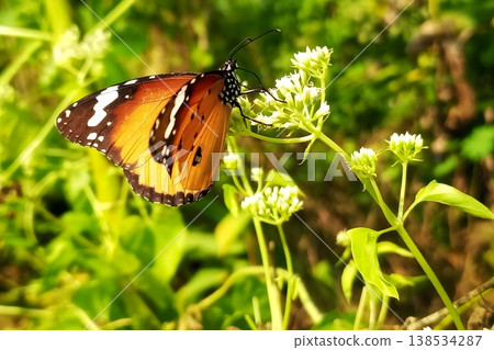 Plain tiger butterfly on mikania micrantha flowers Plain tiger butterfly on mikania micrantha flowers 138534287