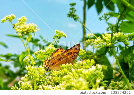 Peacock pansy butterfly on mikania micrantha flower in natural greenery Peacock pansy butterfly on mikania micrantha flower in natural greenery 138534291