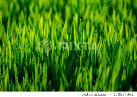 Barley young leaves and morning dew 138534301