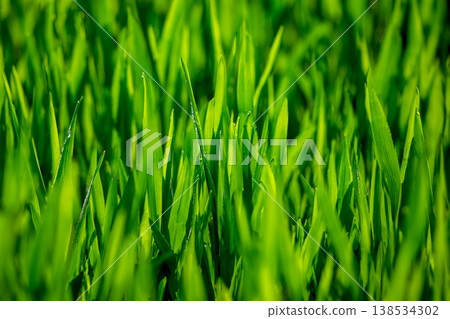 Barley young leaves and morning dew 138534302