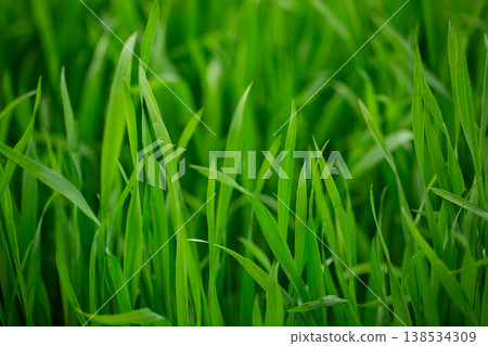 Barley young leaves and morning dew 138534309