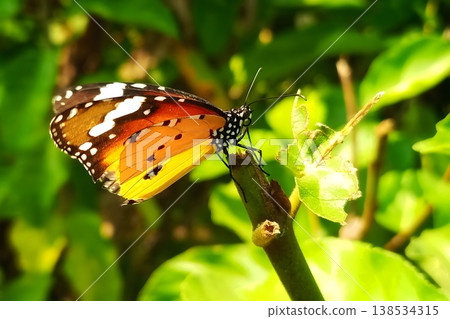 Plain tiger butterfly perched on a tree branch Plain tiger butterfly perched on a tree branch 138534315