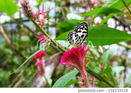 Castalius rosimon butterfly on crested cockscomb flower in natural background Castalius rosimon butterfly on crested cockscomb flower in natural background 138534316