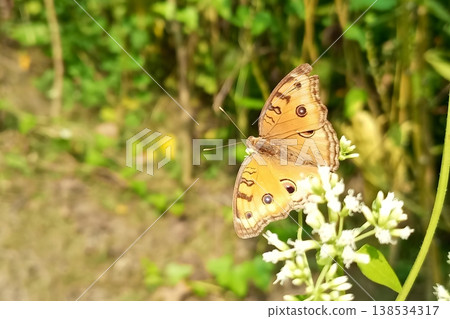 Peacock pansy butterfly on mikania micrantha flower in natural greenery Peacock pansy butterfly on mikania micrantha flower in natural greenery 138534317