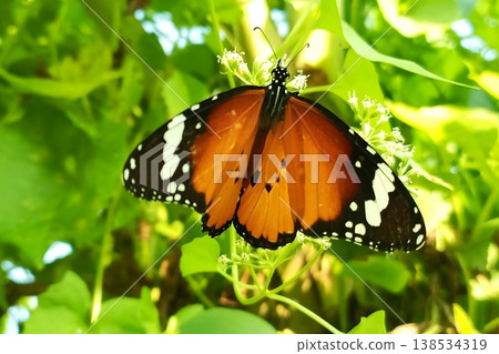 Plain tiger butterfly on mikania micrantha flowers Plain tiger butterfly on mikania micrantha flowers 138534319