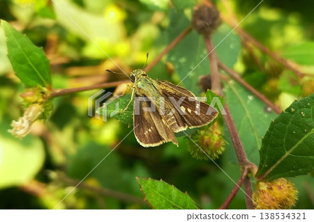 Rice swift butterfly on fresh green leaves 138534321
