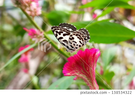 Castalius rosimon butterfly on crested cockscomb flower in natural background Castalius rosimon butterfly on crested cockscomb flower in natural background 138534322