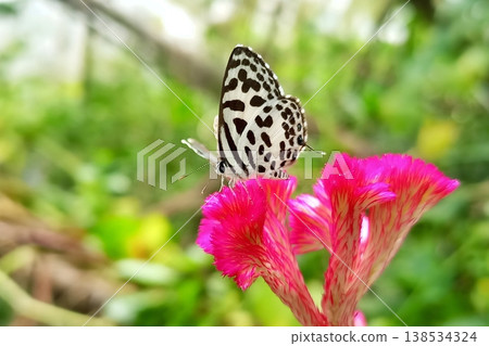 Castalius rosimon butterfly on crested cockscomb flower in natural background 138534324