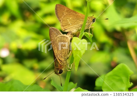 Rice swift butterfly, mating in natural green habitat 138534325
