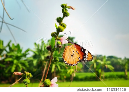 Plain tiger butterfly on urena lobata flower in natural environment 138534326