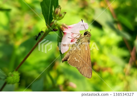 Rice swift butterfly perched on urena lobata flower Rice swift butterfly perched on urena lobata flower 138534327