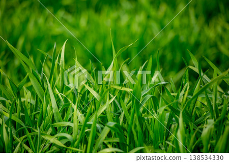Barley young leaves and morning dew 138534330