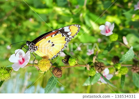 Plain tiger butterfly on urena lobata flower in natural environment 138534331