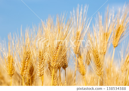 Ears of barley Ears of barley 138534388