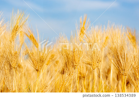 大麥的耳朵 138534389