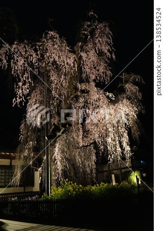 Cherry blossoms at night at Jiunji Temple, Yamanashi Prefecture Cherry blossoms at night at Jiunji Temple, Yamanashi Prefecture 138534524