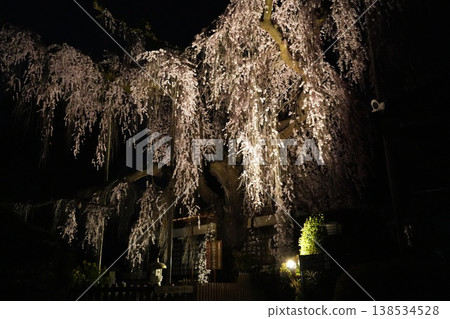 山梨縣慈雲寺的夜櫻 138534528