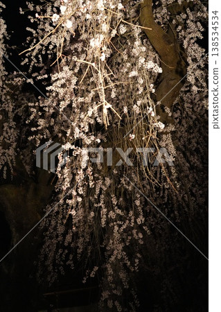 山梨縣慈雲寺的夜櫻 山梨縣慈雲寺的夜櫻 138534534
