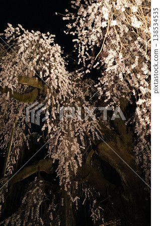 山梨縣慈雲寺的夜櫻 山梨縣慈雲寺的夜櫻 138534535