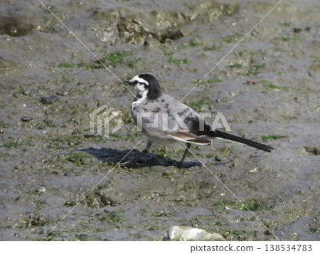 一隻白鶺鴒橫著走過潮灘上的泥地。 138534783