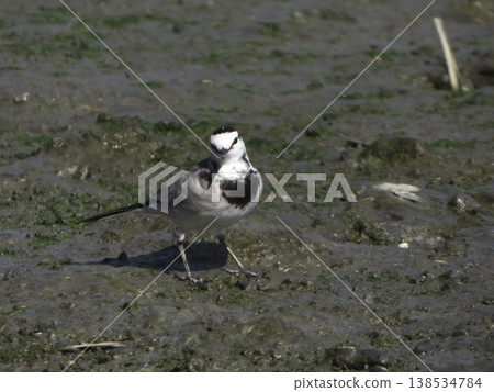一隻白鶺鴒站在潮灘上,面向前方。 一隻白鶺鴒站在潮灘上,面向前方。 138534784