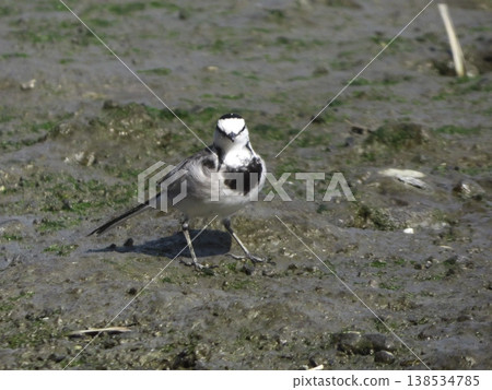 一隻白鶺鴒一動不動地站在泥濘的潮灘上，面朝前方。 138534785