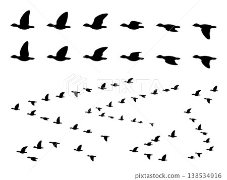 A set of illustrations of geese flapping their wings and in flocks. A set of illustrations of geese flapping their wings and in flocks. 138534916