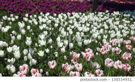The colorful tulips blooming in the flowerbed The colorful tulips blooming in the flowerbed 138534931