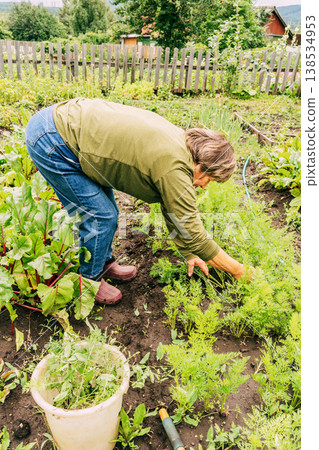 Senior woman weeding and gathering fresh vegetables from her organic backyard garden, enjoying sustainable rural life. Growing organic produce in the garden, conscious living Senior woman weeding and gathering fresh vegetables from her organic backyard garden, enjoying sustainable rural life. Growing organic produce in the garden, conscious living 138534953