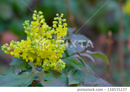 Close-up of bright yellow Mahonia aquifolium flowers blooming in spring. Close-up of bright yellow Mahonia aquifolium flowers blooming in spring. 138535237