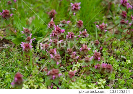 Close-up of purple dead-nettle flowers blooming on a green spring meadow. 138535254