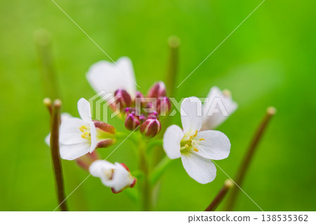 A small white flower of the spring wildflower, Cardamine flexuosa, photographed in macro. A small white flower of the spring wildflower, Cardamine flexuosa, photographed in macro. 138535362