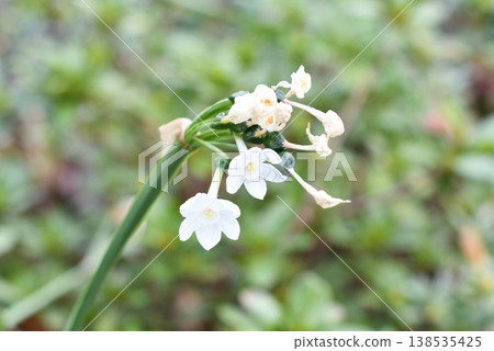  White flower 138535425