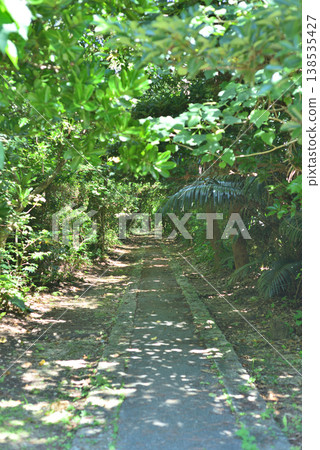 森林小徑 138535427
