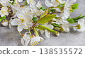 White spring blossom branches on gray background with floral seasonal greeting for nature lovers 138535572