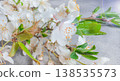 White spring blossom branches on gray background with floral seasonal greeting for nature lovers 138535573