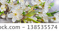 White spring blossom branches on gray background with floral seasonal greeting for nature lovers 138535574