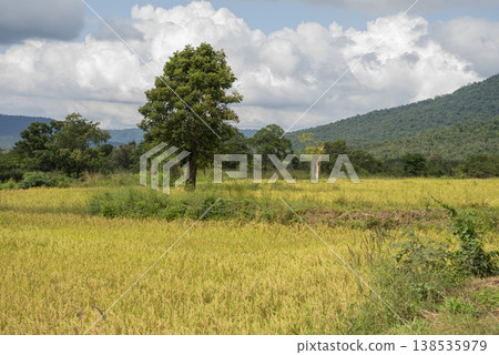 THAILAND SA KAEO LALU LANDSCAPE THAILAND SA KAEO LALU LANDSCAPE 138535979