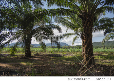 THAILAND SA KAEO LALU LANDSCAPE THAILAND SA KAEO LALU LANDSCAPE 138535985