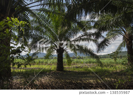 THAILAND SA KAEO LALU LANDSCAPE 138535987