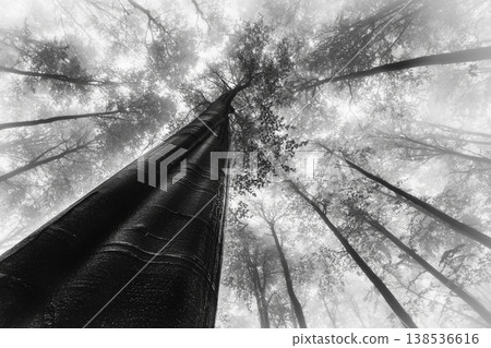Looking up at misty forest in black and white with tall tree Looking up at misty forest in black and white with tall tree 138536616