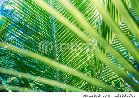 Breathtaking abstract green palm leaf macro with dreamy backlit glow, gorgeous nature background and relaxing wallpaper Breathtaking abstract green palm leaf macro with dreamy backlit glow, gorgeous nature background and relaxing wallpaper 138536763