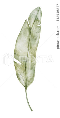 Single lush green banana leaf. Hand painted watercolor botanical illustration. Tropical leaves for fabric, cards, invitations, weddings and Safari birthday. Transparent background 138536817
