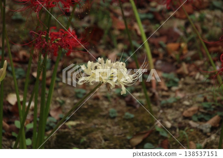 Autumn flower: Spider lily (124) Autumn flower: Spider lily (124) 138537151