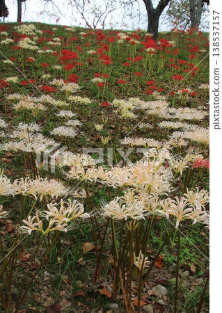 秋季花卉:蜘蛛百合(130) 秋季花卉:蜘蛛百合(130) 138537157