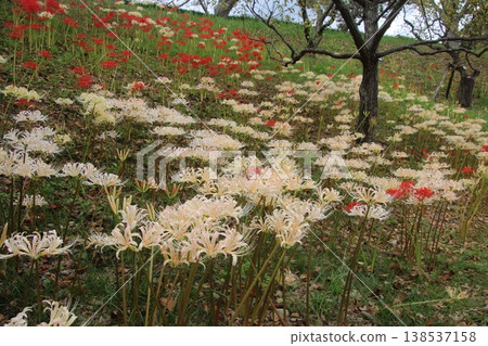 秋季花卉:蜘蛛百合(131) 秋季花卉:蜘蛛百合(131) 138537158