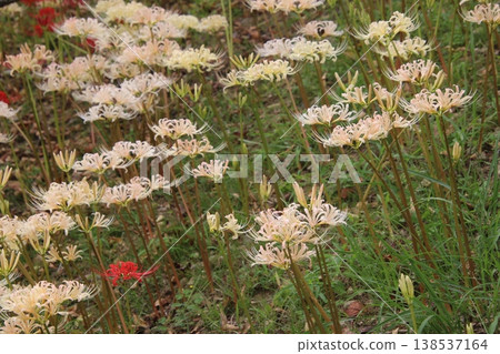秋季花卉:蜘蛛百合(137) 秋季花卉:蜘蛛百合(137) 138537164