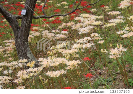 秋季花卉：蜘蛛百合（138） 138537165