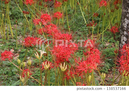 秋季花卉：蜘蛛百合（138） 138537166