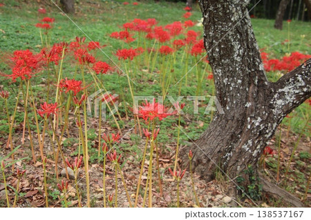 秋季花卉:蜘蛛百合(139) 秋季花卉:蜘蛛百合(139) 138537167
